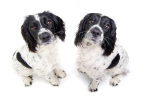 iStock_000019973950XSmall