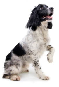 iStock_000021740817XSmall